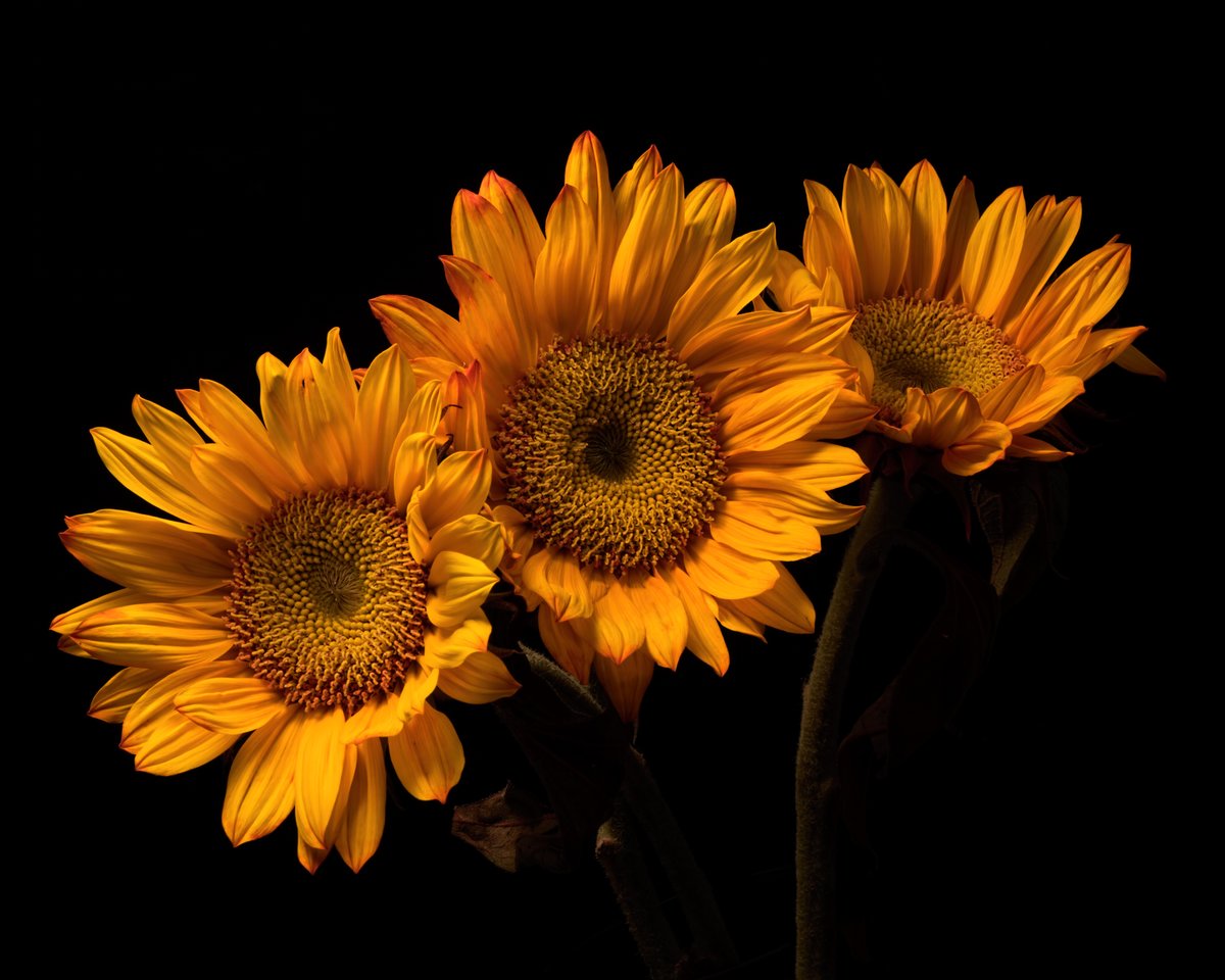 подсолнухи - подсолнухи - оригинал