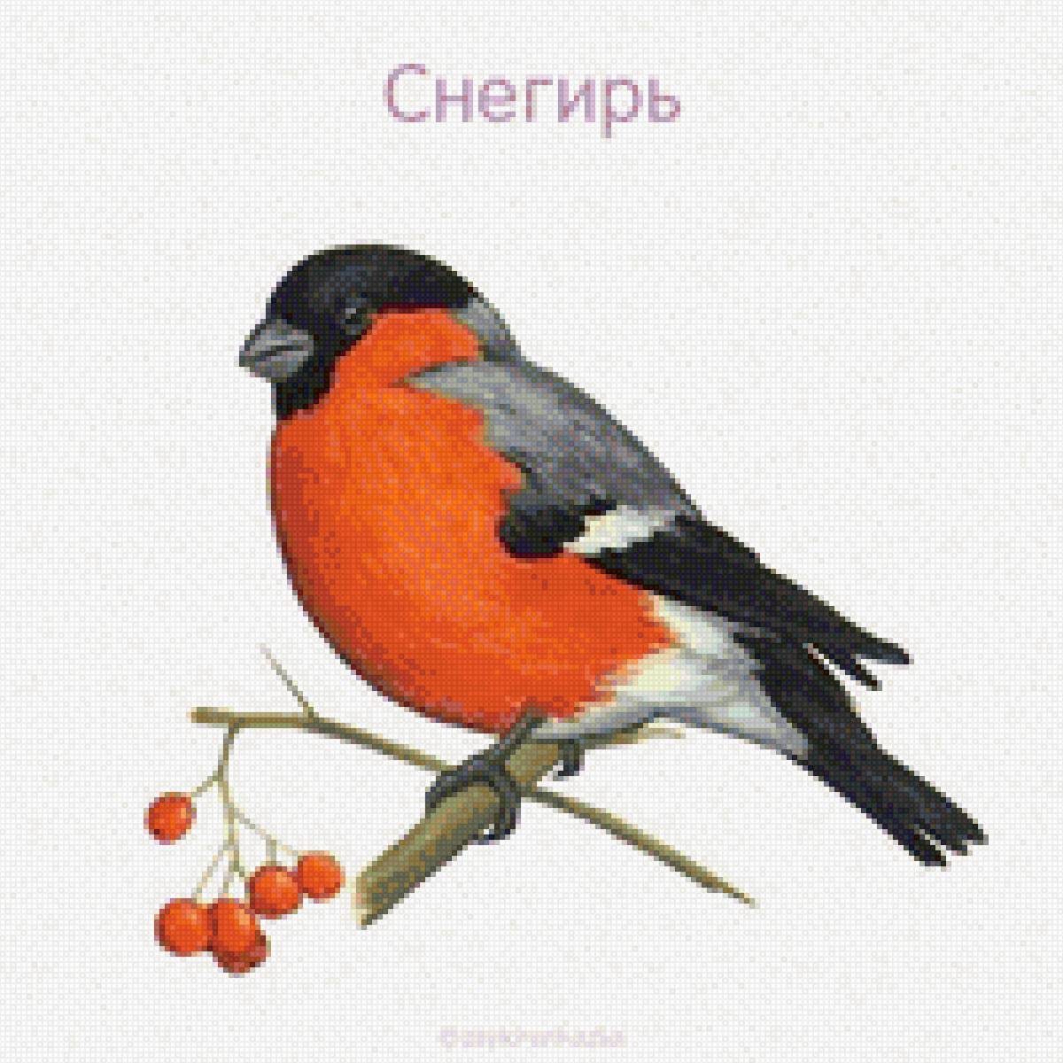 Снегирь - снегирь, птицы - предпросмотр