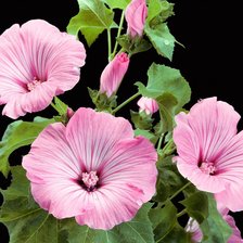 Схема вышивки «Лаватера»