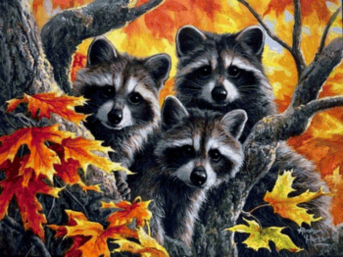 картины абрахама хантера - енот, лес, еноты, природа, деревья, осень - предпросмотр