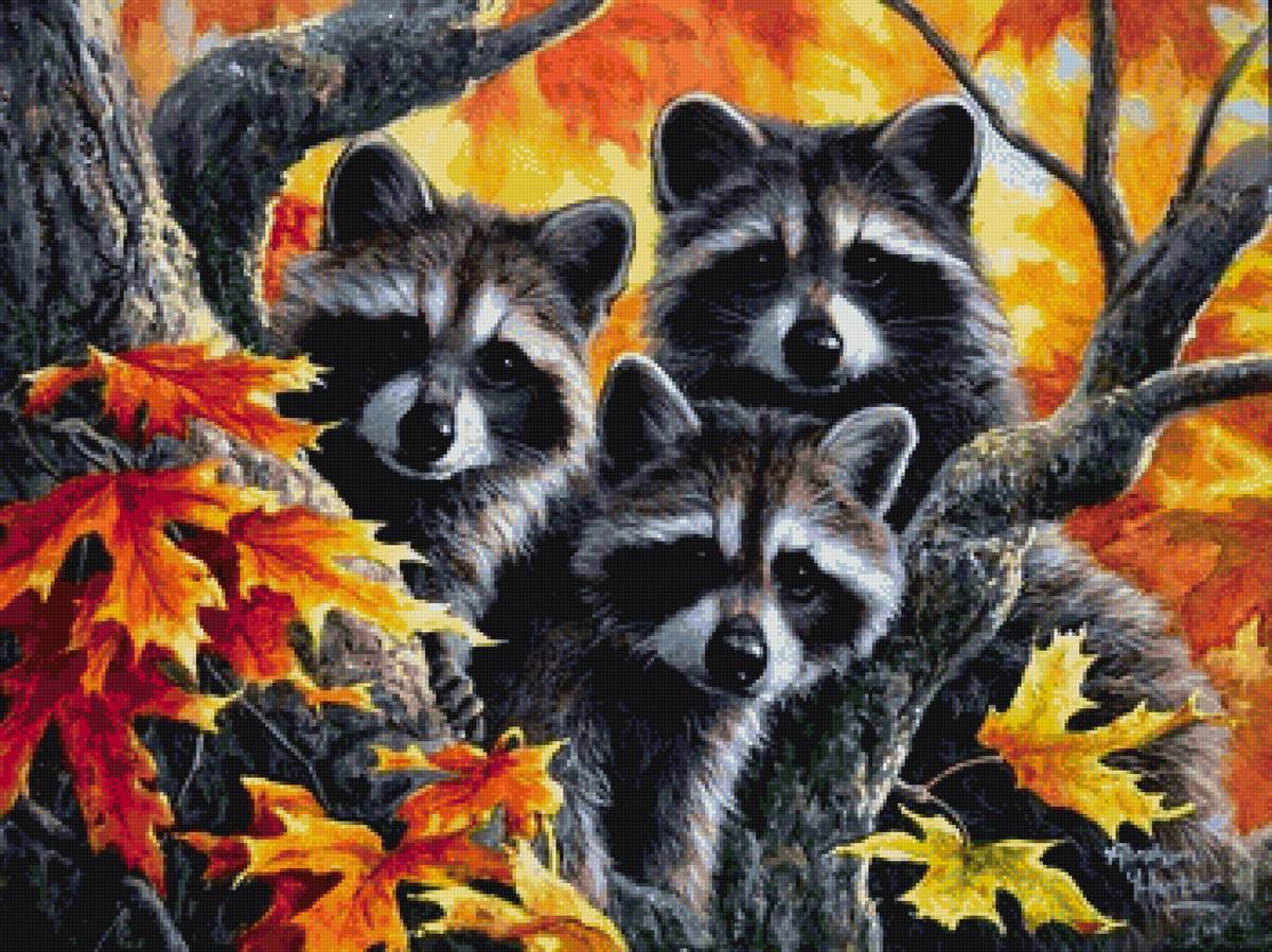 картины абрахама хантера - природа, осень, лес, еноты, енот, деревья - предпросмотр