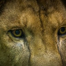 Схема вышивки «Глаза льва»