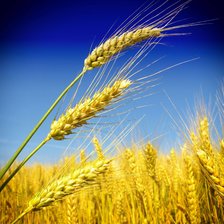 Схема вышивки «Поле»