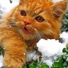 Схема вышивки «рыжий кот»