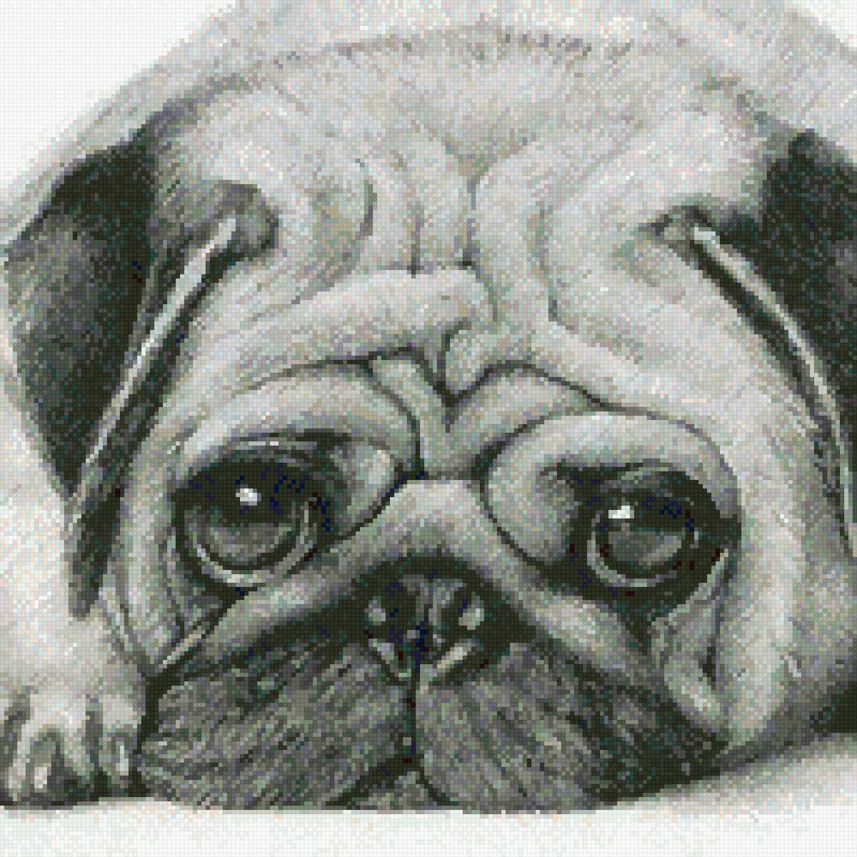 мопс - предпросмотр