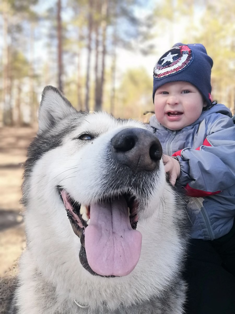 Маламут Криста - маламут - оригинал