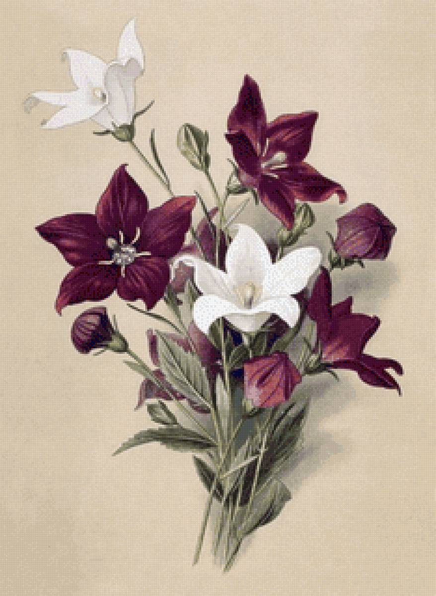 Худ. В.Мюллер - живопись, цветы - предпросмотр