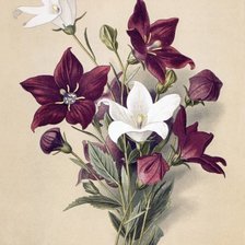 Худ. В.Мюллер