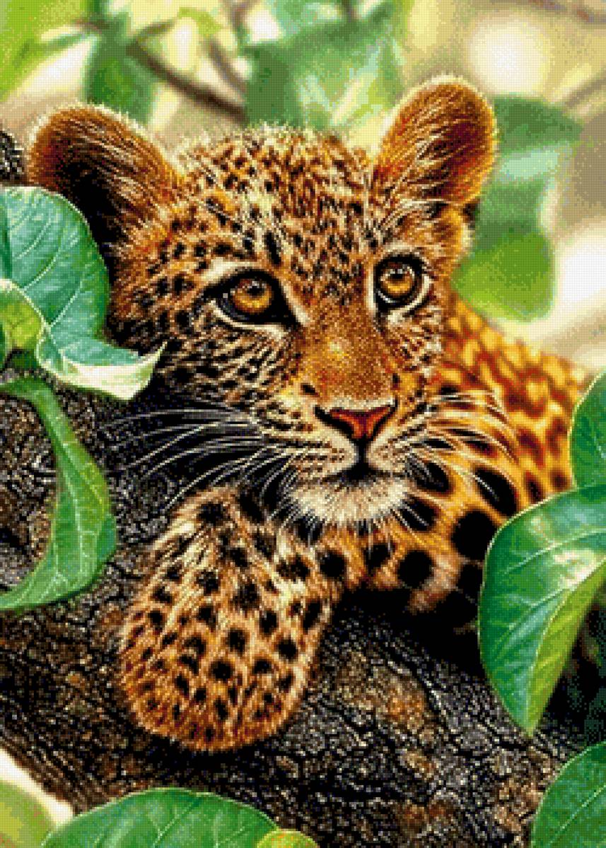 №2590679 - леопард, дикие животные - предпросмотр