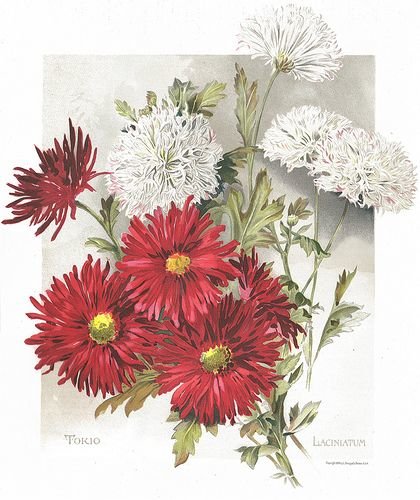 Хризантемы - хризантемы, цветы - оригинал