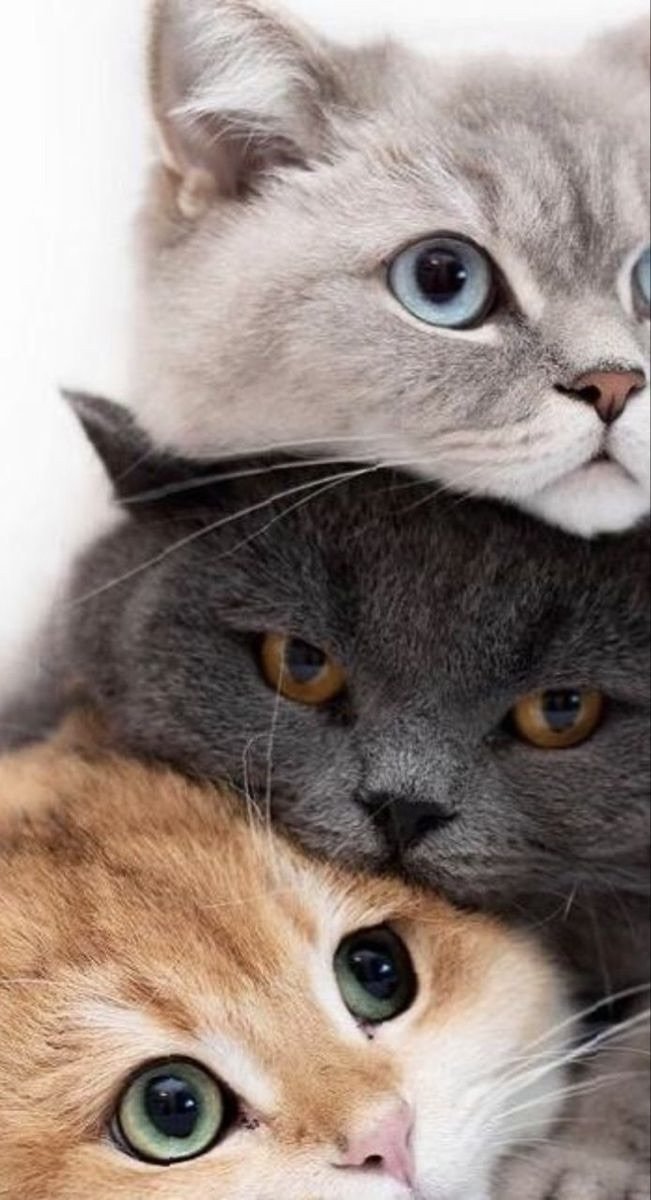 три кота - домашние животные, коты, кошки - оригинал