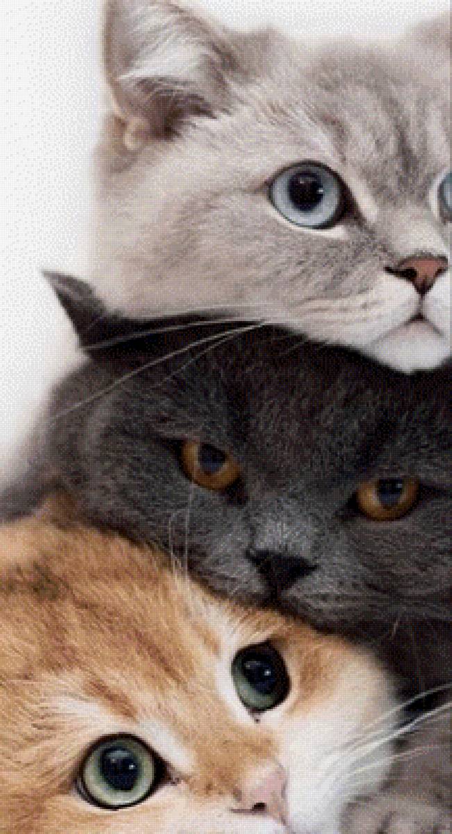 три кота - коты, домашние животные, кошки - предпросмотр