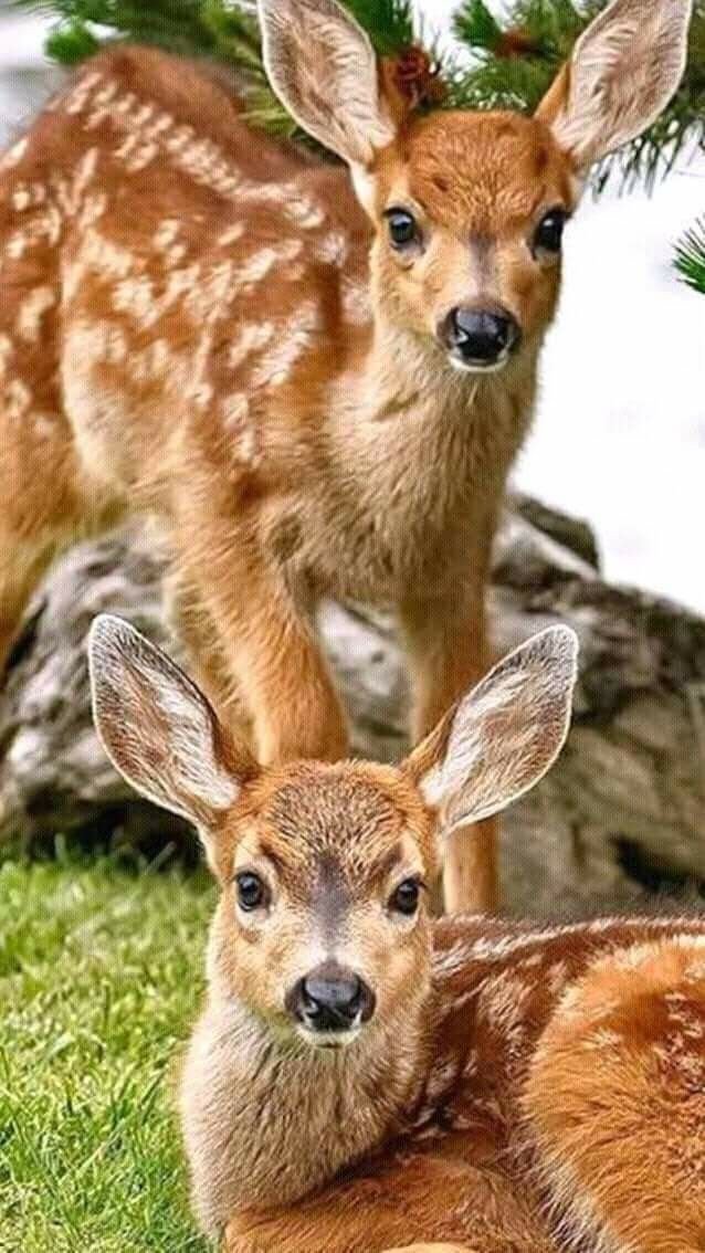 №2591297 - дикие животные - оригинал