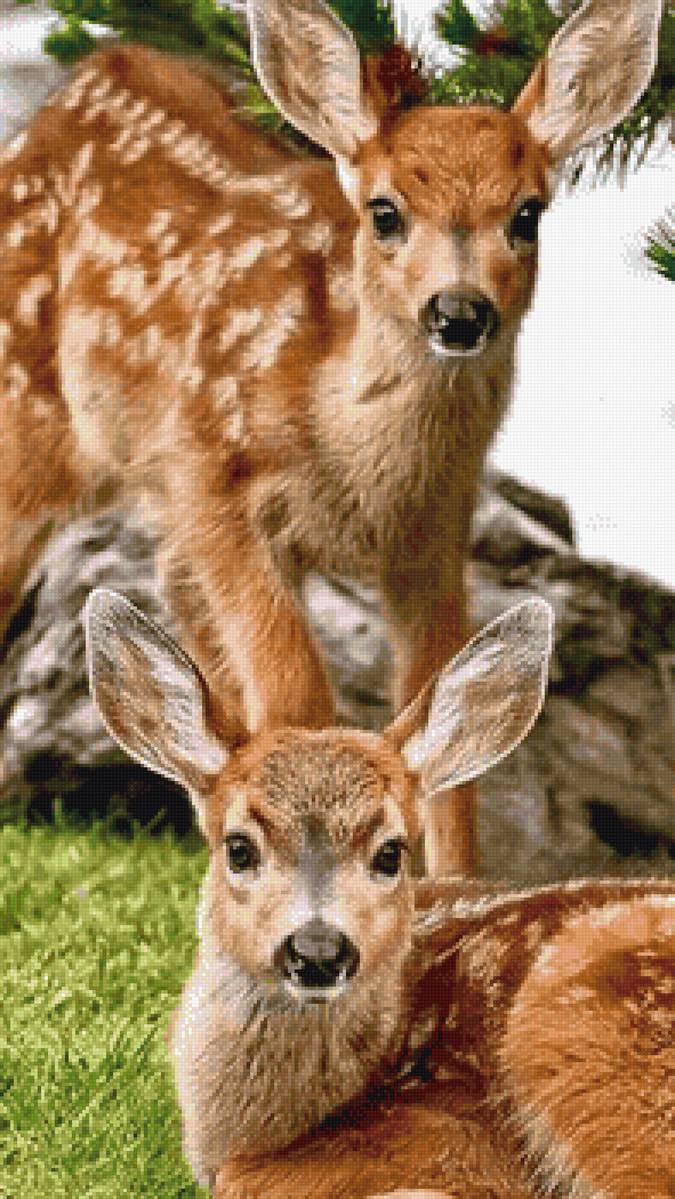 №2591297 - дикие животные - предпросмотр