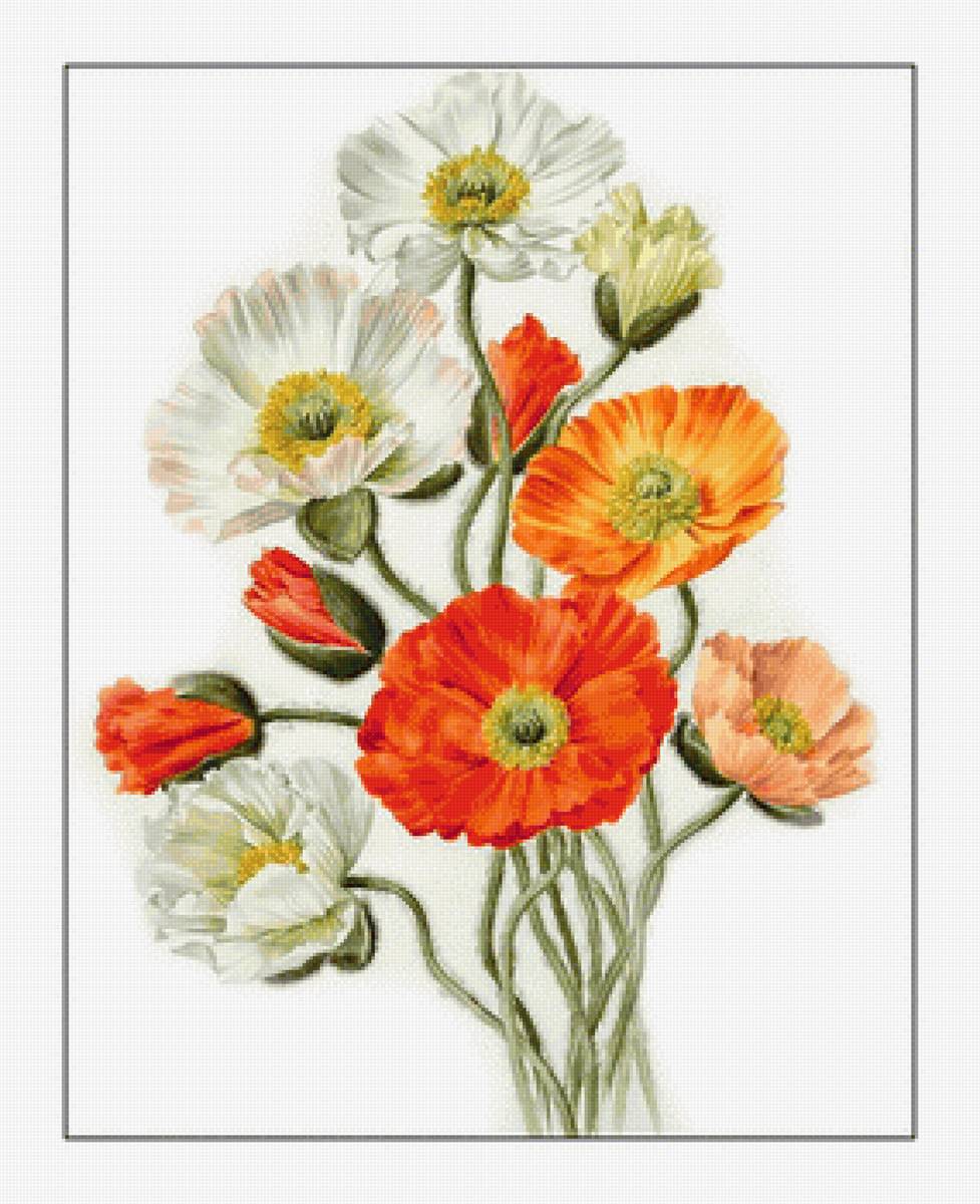 Такие разные маки - маки, цветы - предпросмотр