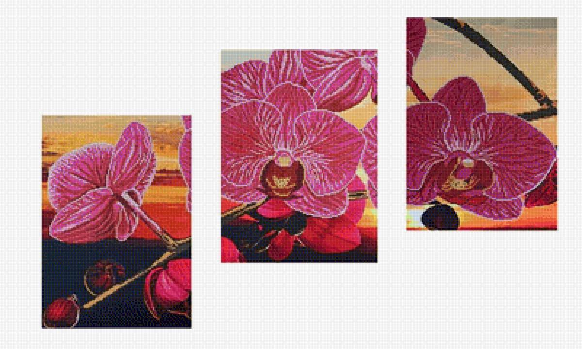 Орхидеи триптих - цветы, триптих, орхидеи - предпросмотр
