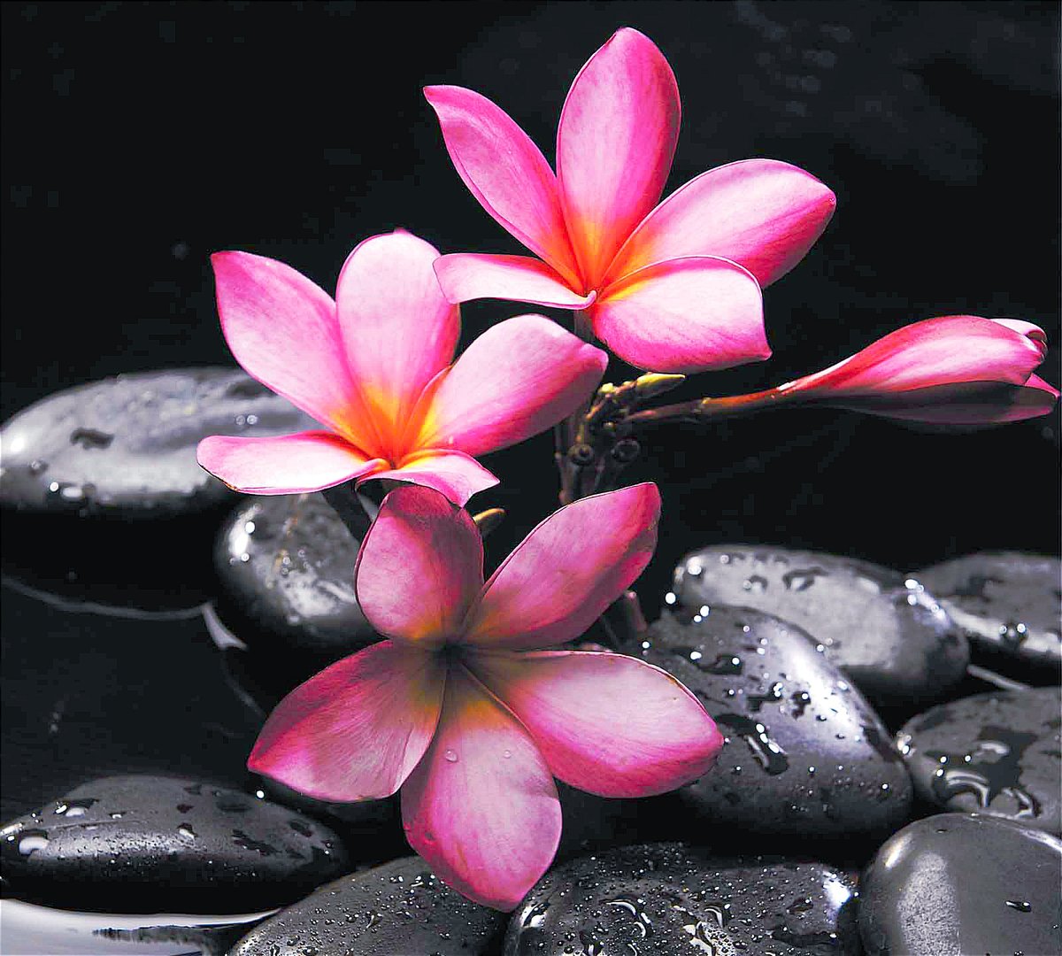 Цветы и камни2 - оригинал