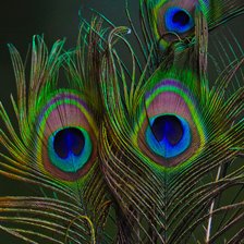 Схема вышивки «Peacock Feathers»