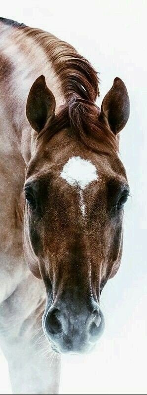 Лошадь - конь, лошадь - оригинал