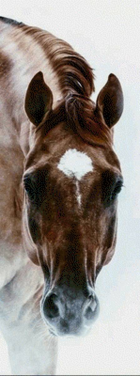 Лошадь - лошадь, конь - предпросмотр