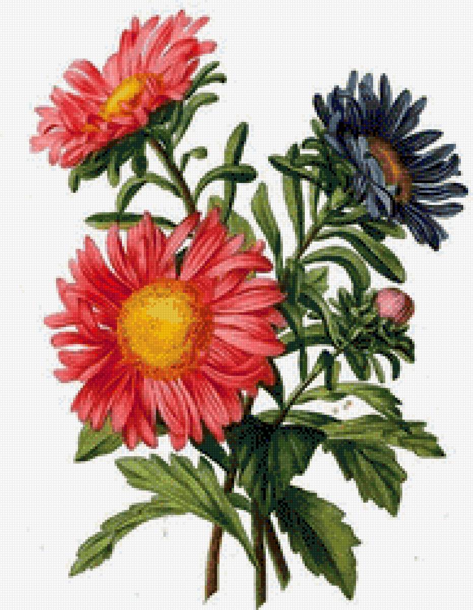 Астры - цветы, астры - предпросмотр