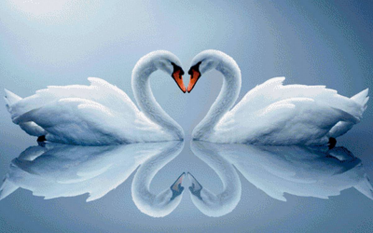 Лебеди - лебеди, птицы - предпросмотр