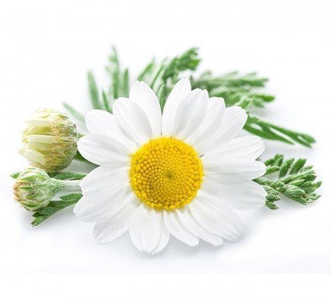 Ромашка - цветок. оформление для салфеток. - оригинал