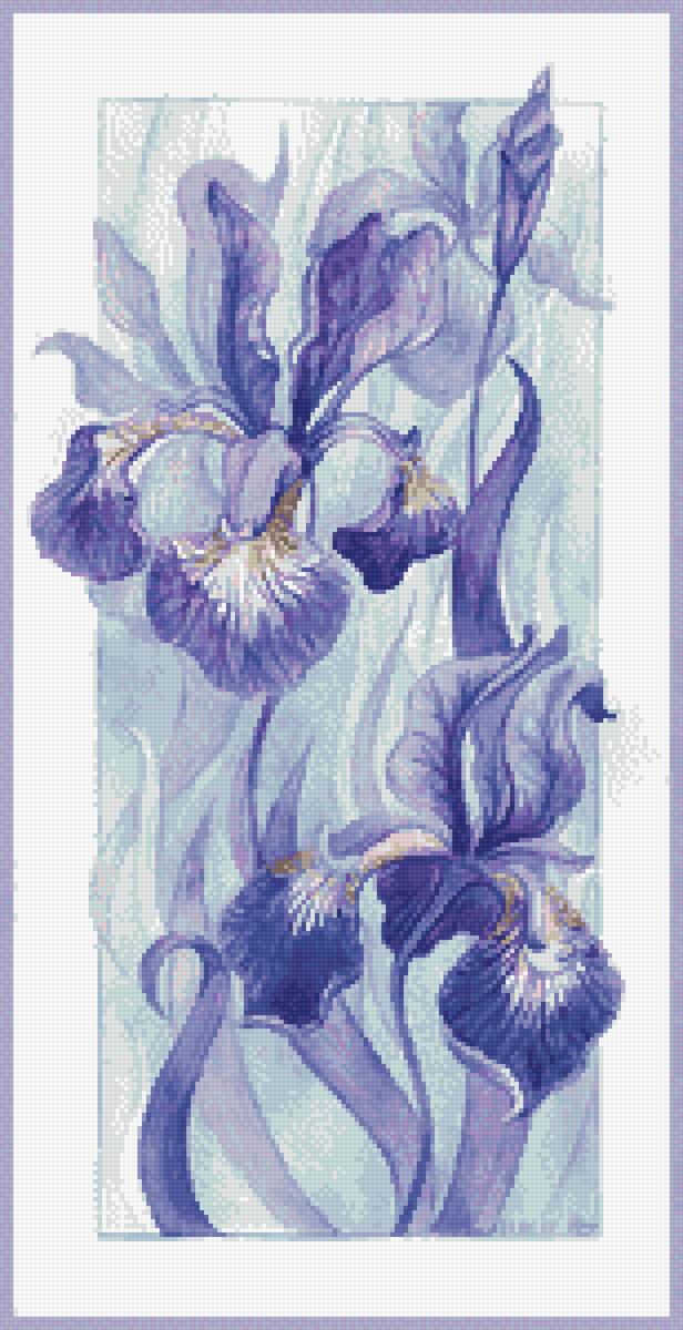 Ирисы - цветы, ирисы - предпросмотр