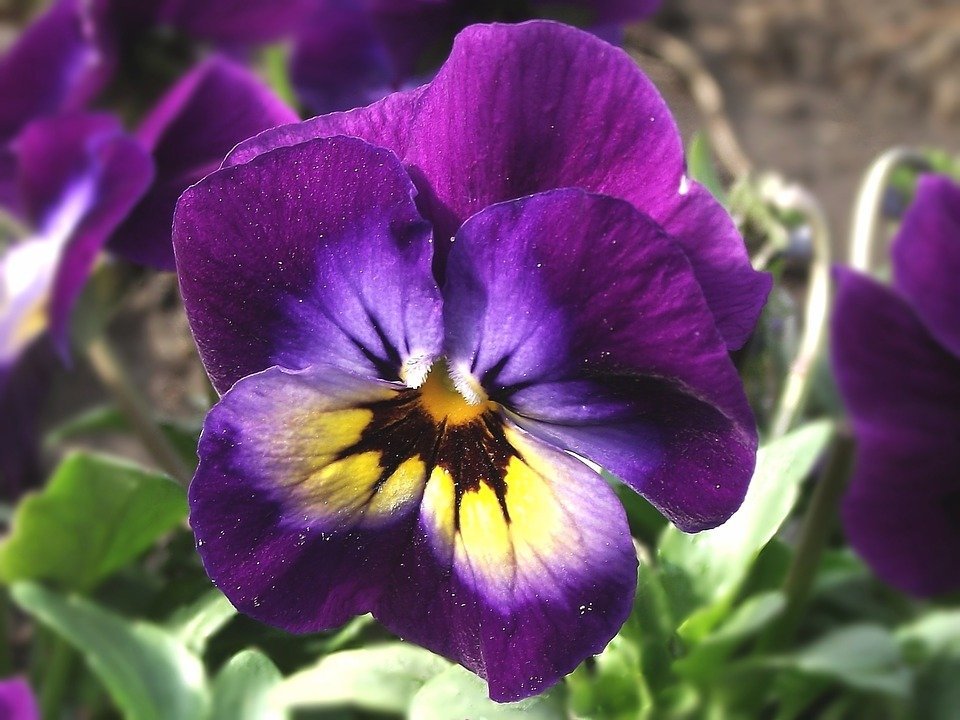 №2593814 - оригинал