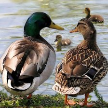 Схема вышивки «№2594071»