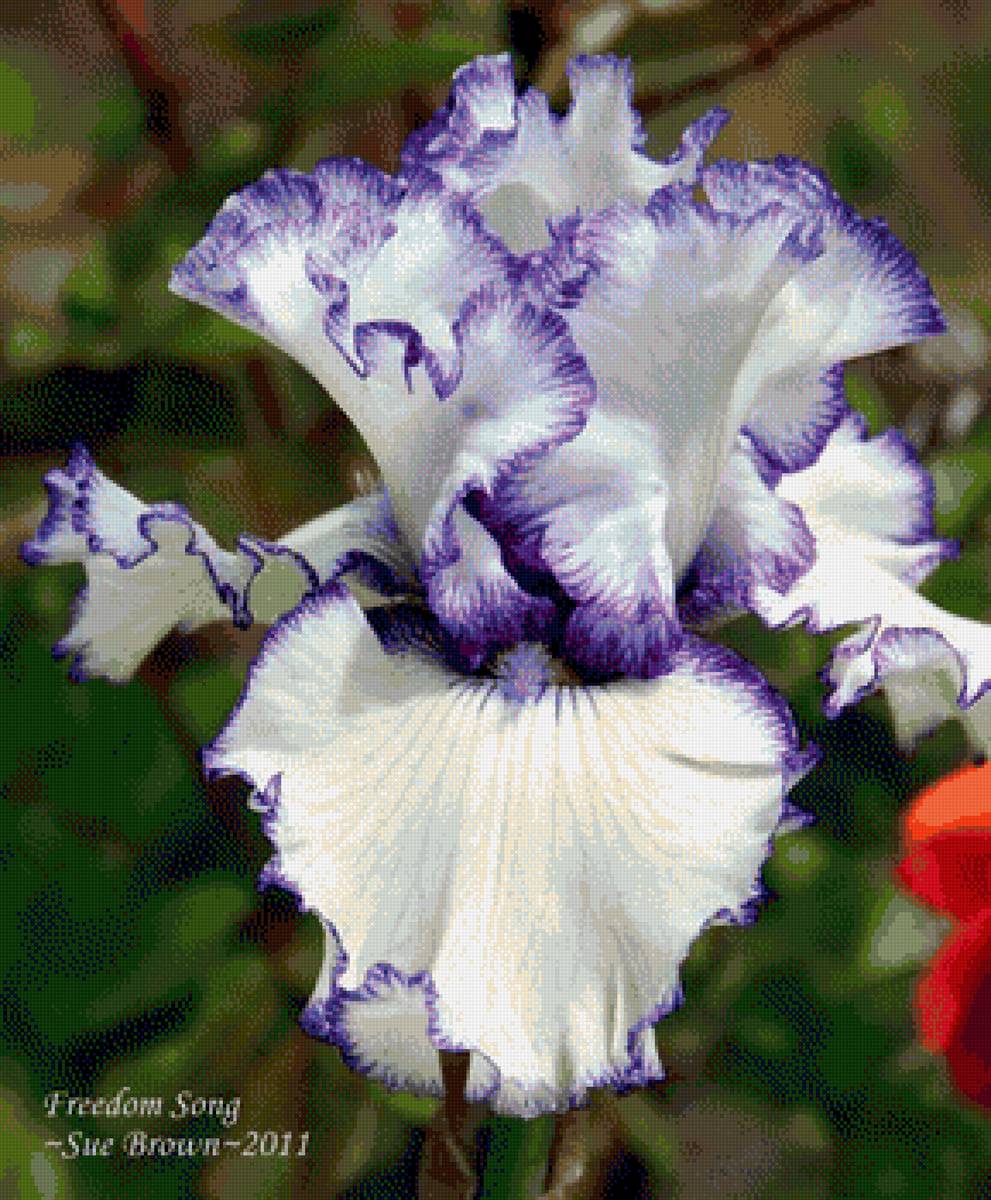 Радуга ирисов - цветок - предпросмотр