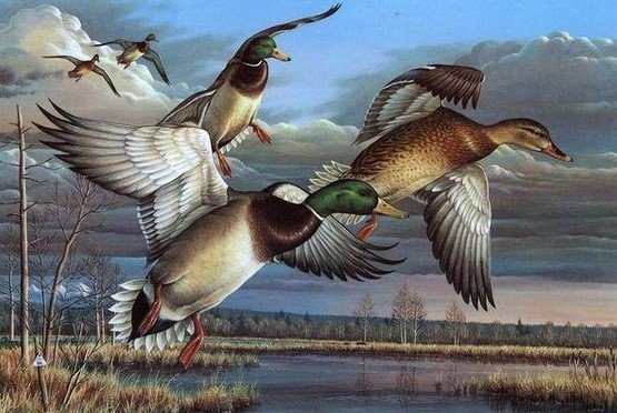 птицы - оригинал