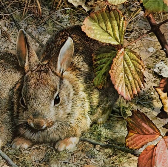 Зая - заяц, животное - оригинал