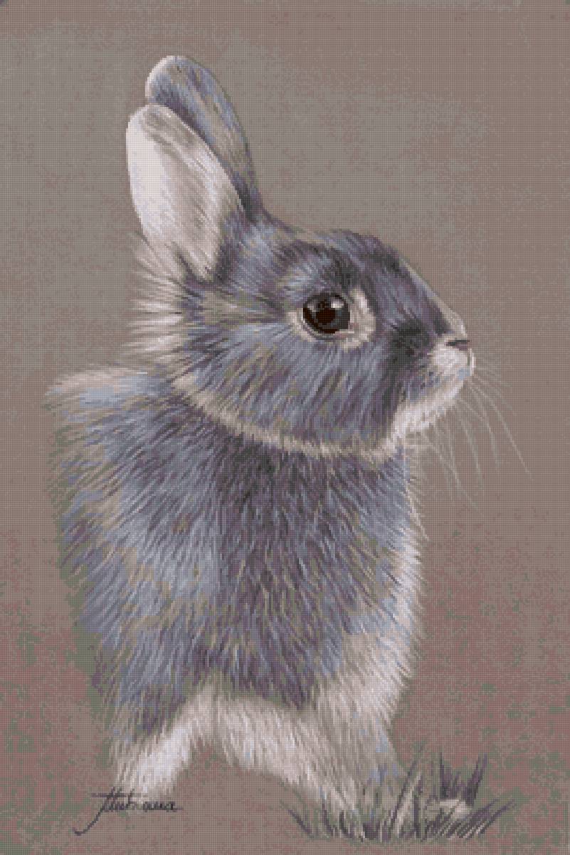 Портрет зайчика. Кролик пастелью. Портрет кролика. Зайка пастелью. Зайчик цветными карандашами.