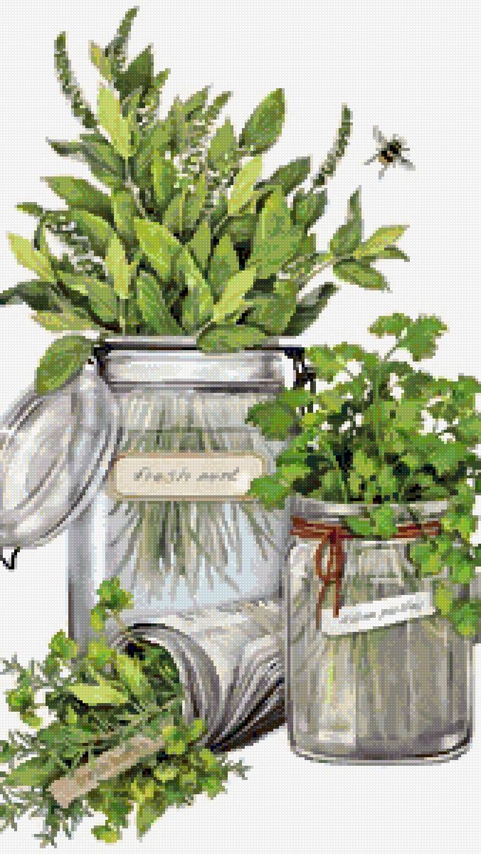 Пряные травы - предпросмотр