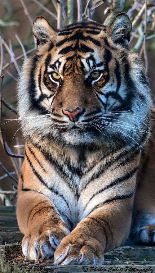 Тигр - тигр, дикий зверь - оригинал