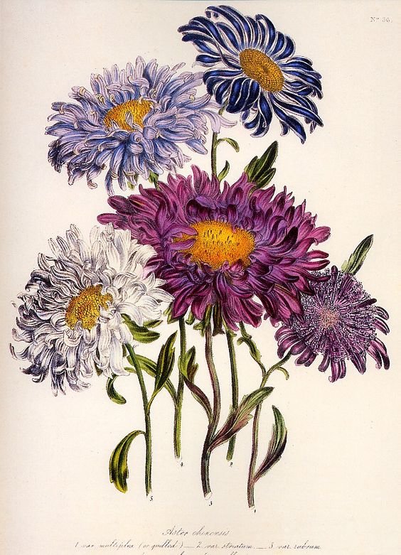 Астры - астры, цветы - оригинал