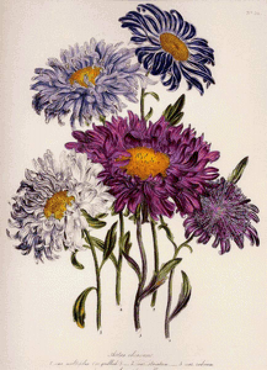 Астры - цветы, астры - предпросмотр