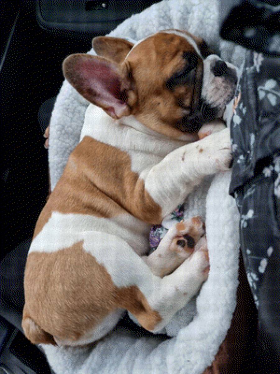 Геллер Симба едит в новый дом (там он Гоша) - предпросмотр