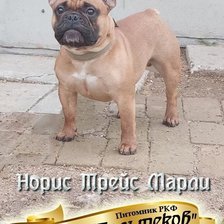 Схема вышивки «№2596447»