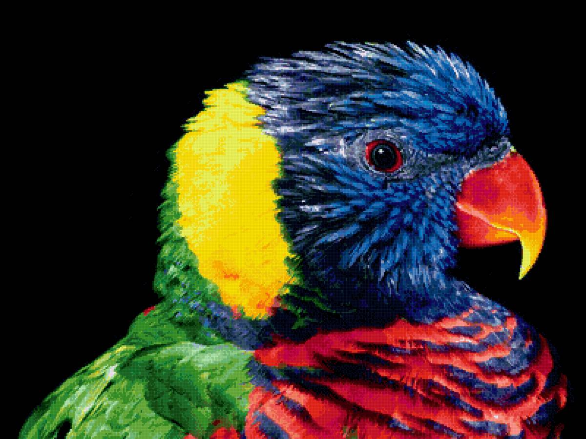 Попугай - попугай, разноцветный, птица - предпросмотр
