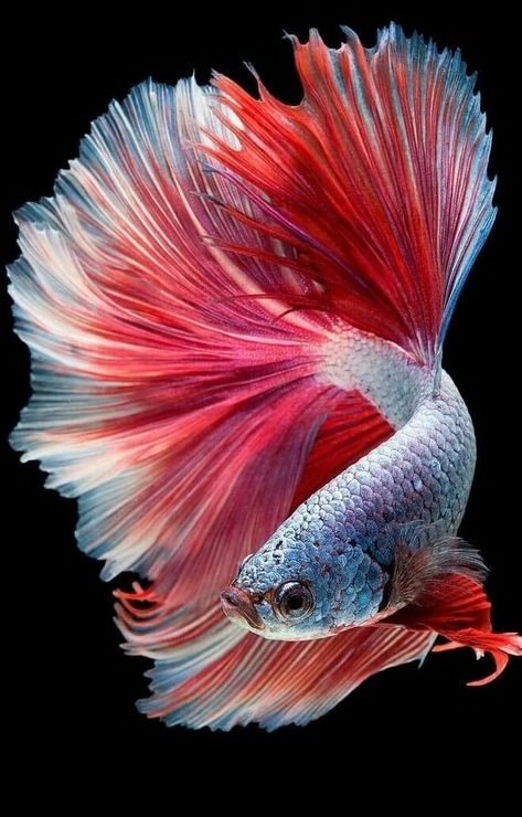 №2596689 - оригинал