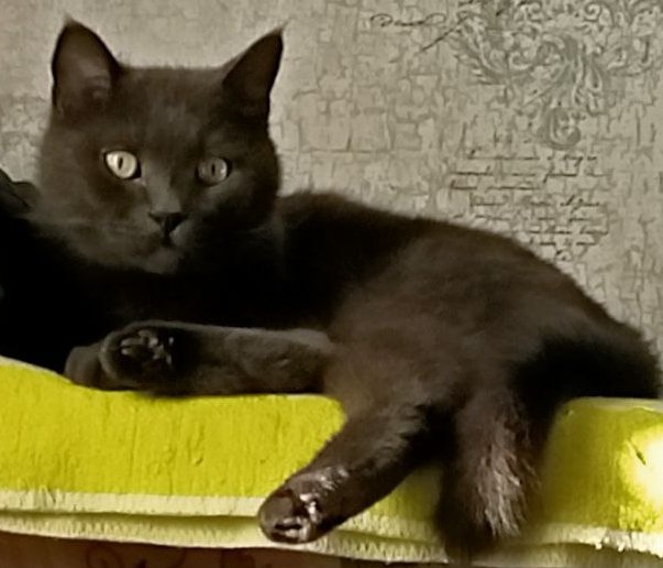 Гоша - оригинал