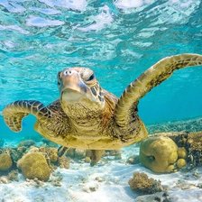 Схема вышивки «№2596787»