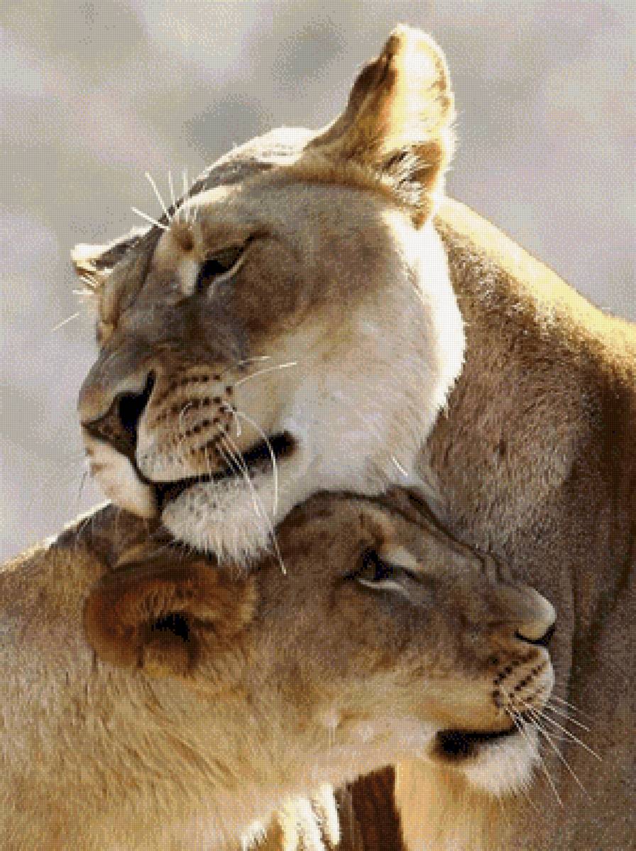 Animal couple. Любовь животных. Львица. Нежность животные. Объятия животных.