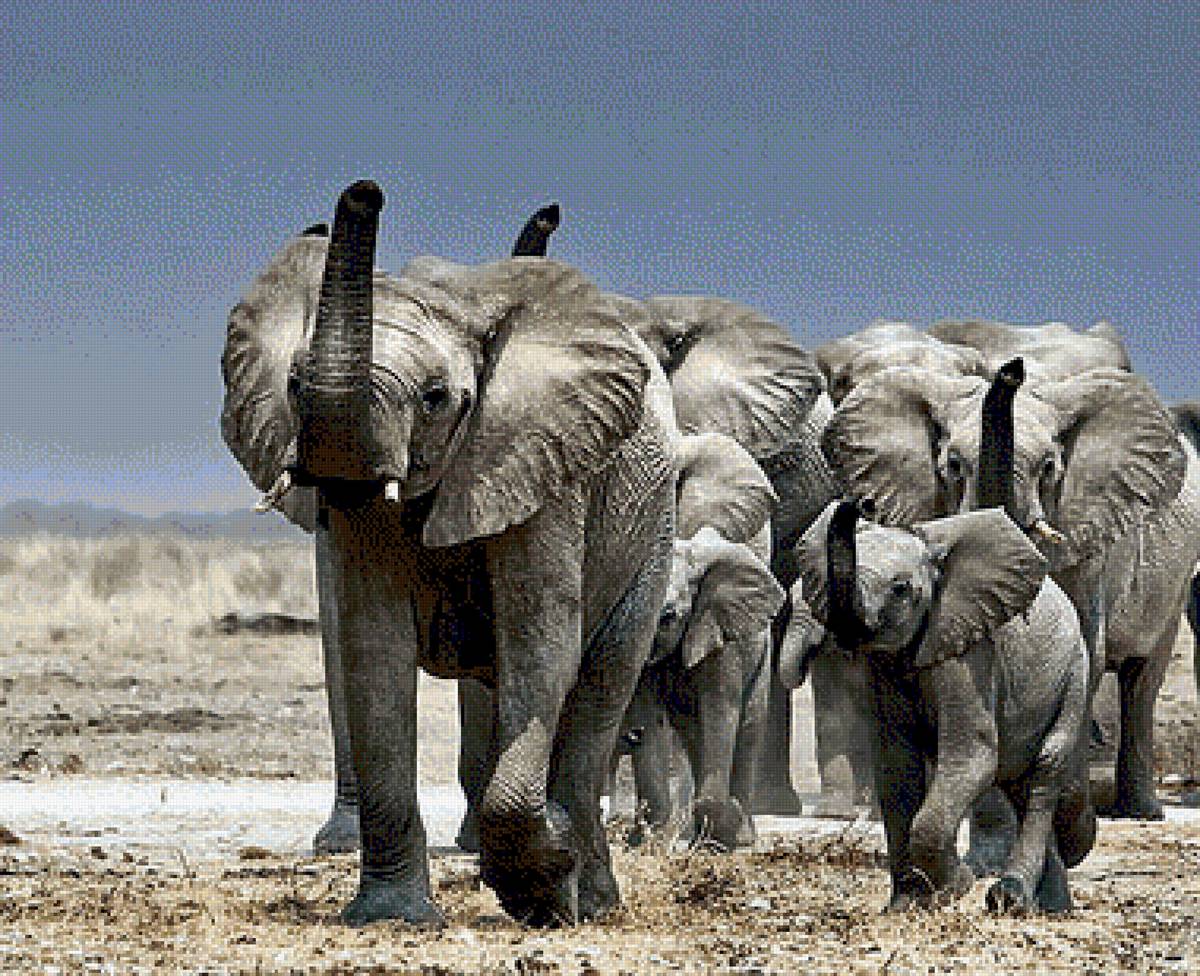 Слоновье стадо. Стадо слонов бежит. Стая слонов. Стадо слонов. Слоны с поднятым хоботом.