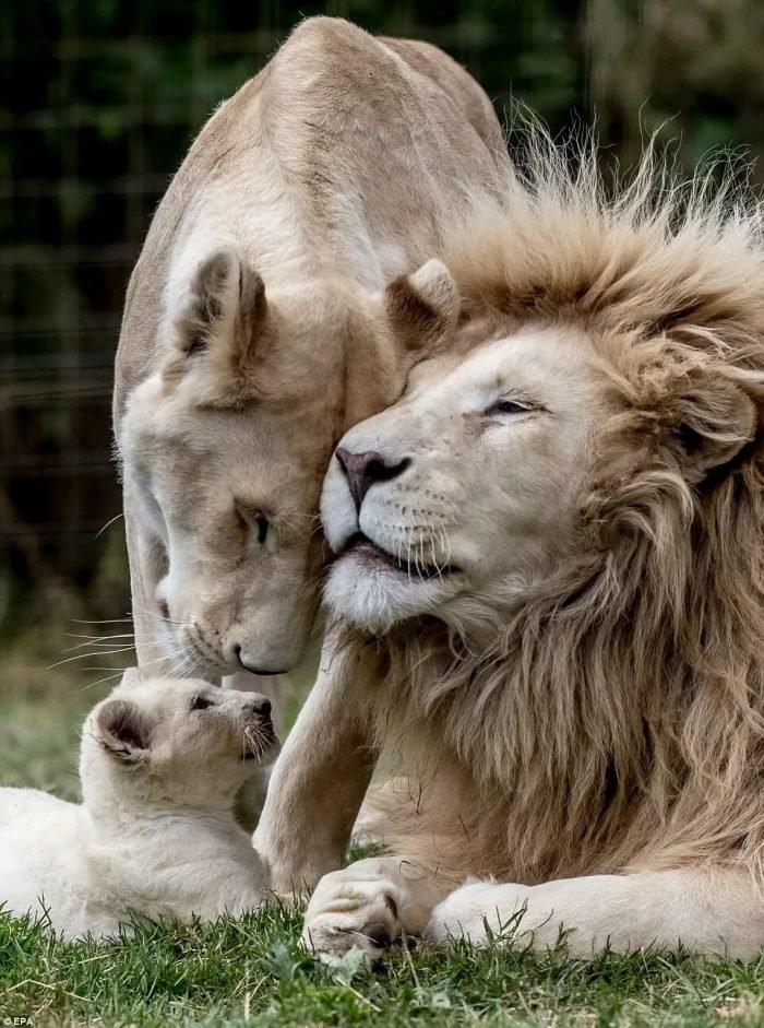 Семья львов - животные, тигр, лев, семья - оригинал