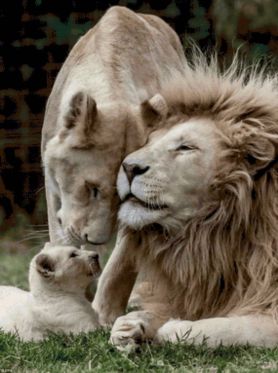 Семья львов - животные, лев, семья, тигр - предпросмотр