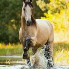 Лошадь и вода