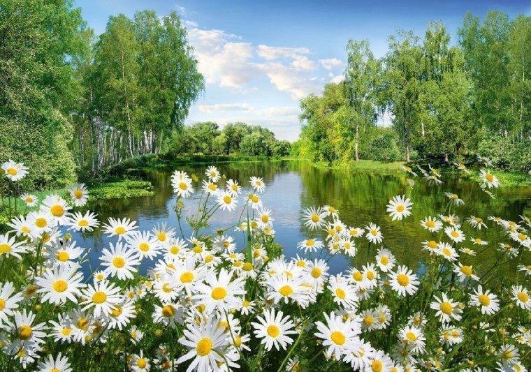 ромашковое поле - оригинал